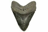 Huge Fossil Megalodon Tooth - South Carolina #369996-1